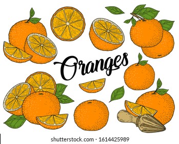 Orange fruit hand drawn sketch vector illustration set. Orange vegan ingredient collection isolated on white background. Orange citrus fruits.