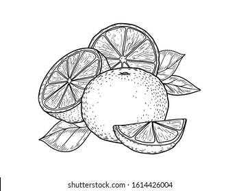 Orange fruit hand drawn sketch vector illustration set. Orange vegan ingredient collection isolated on white background. Orange citrus fruits.