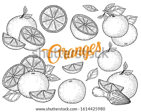 Orange fruit hand drawn sketch vector illustration set. Orange vegan ingredient collection isolated on white background. Orange citrus fruits.