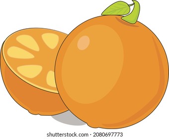 Orange fruit healthy organic food jucy sweet vector illustration