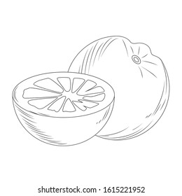orange fruit icon over white background, sketch design, vector illustration
