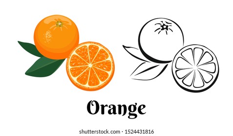 Orange fruit icon set isolated on white background. Color illustration of ripe citrus with  green leaf and black and white contour image. Vector outline and silhouette.