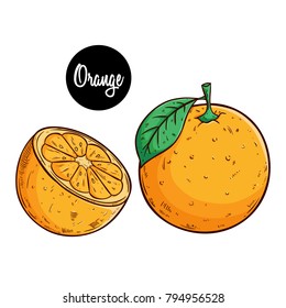 orange fruit illustration with colored sketch style on white background