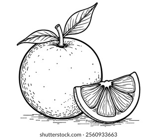 Orange Fruit illustration coloring page