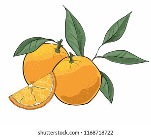Orange fruit isolated on a white background. Vector Illustration