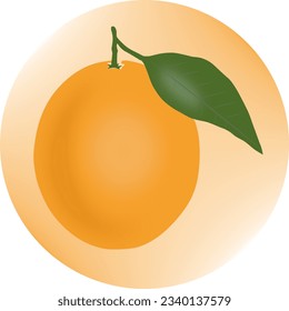 Orange fruit isolated on white background. Vector illustration for design and print