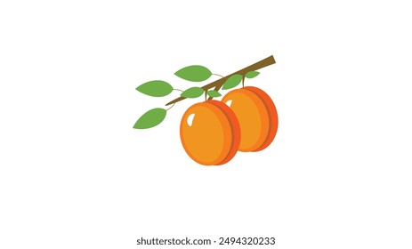 Orange fruit isolated on white background  vector illustration