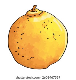 Orange fruit isolated on white background