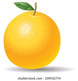 Orange fruit with leaf vector