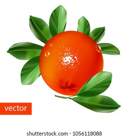 Orange. Fruit with leaves.