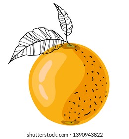 Orange fruit with leaves on a white background. Vector illustration.