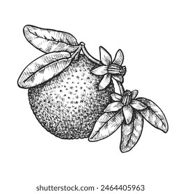 Orange fruit with leaves. Vector illustration for cooking or culinary, biology or botany. Hand drawn edible citrus that is used in vegetarian or vegan nutrition. Organic and natural food. Agriculture