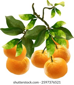 orange fruit limb stalk and leaf1