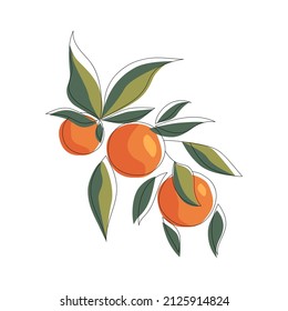 Orange fruit line art drawing style. Vector illustration. Summer food illustration