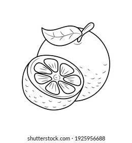 Orange fruit line icon, doodle fresh fruits vector illustration 