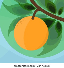 Orange fruit on tree in the garden. Vector flat art illustration.