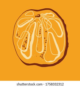Orange fruit. Oranges that are segmented on a white background.