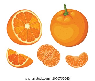 Ilustración del conjunto de vectores de cítricos orgánicos de frutas de naranja