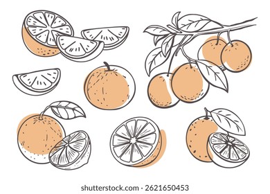 Orangenfrucht-Umriss-Set. Sammlung orangefarbener Skizzen mit gelben Flecken. Handgezeichnete Abbildung. Skizzensymbole für Doodle.