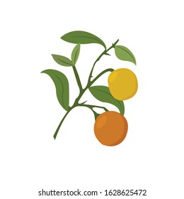Orange Fruit Plant Vector Illustration