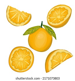 Orangenfruchtset. Zitrusfrüchte in Scheiben geschnitten und vollständige Vektorgrafik