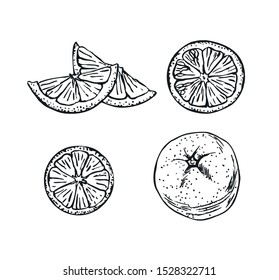 Orange fruit set in line art style.