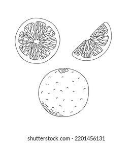 Orange fruit set outline vector illustration food collection, hand drawn elements of organic food, slices and entire citrus, healthy vitamin exotic fruit, holiday time fresh dessert