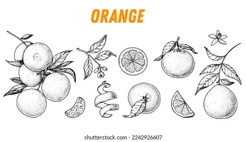 Orange fruit sketch hand drawn design. Vector illustration. Design, package, brochure illustration. Orange fruit illustration. Design elements for packaging design and other.