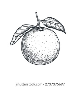 Orange fruit sketch hand drawn style. Citrus food retro vintage drawing. Vector illstration isolated on white background.