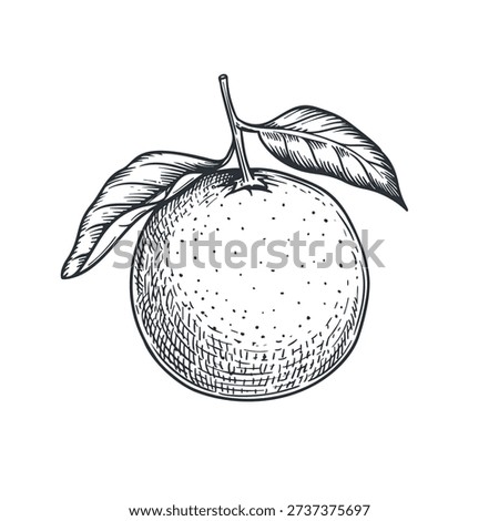 Orange fruit sketch hand drawn style. Citrus food retro vintage drawing. Vector illstration isolated on white background.
