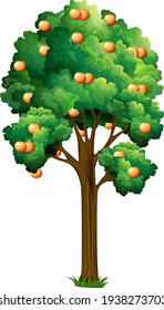 Orange Fruit Tree In Cartoon Style Isolated On White Background Illustration