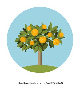 Orange fruit  tree in flat style.Design element for the websites gardening, shops of fruit and for an packing of oranges and juice