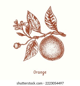  Orange fruit twig with leaves, fruit and flowers. Ink  doodle drawing in woodcut style