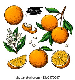 Orange fruit vector drawing. Summer food illustration Isolated hand drawn slice, whole and half orange, branch, blooming flower, leaves. Botanical sketch of citrus for label, juice packaging