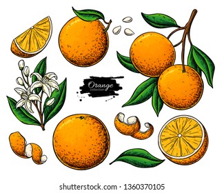 Orange fruit vector drawing. Summer food illustration Isolated hand drawn slice, whole and half orange, branch, blooming flower, leaves. Botanical sketch of citrus for label, juice packaging