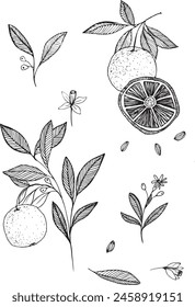 Dibujo de Vector de fruta naranja. Ilustración grabada de comida de verano rebanada dibujada a mano aislada, naranja entera y media, rama, flor floreciente, hojas. Boceto botánico de cítricos para etiqueta.