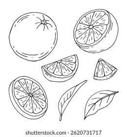 Orange fruit vector drawing. Summer food engraved illustration Isolated hand drawn slice, whole and half orange, leaves. Botanical sketch of citrus for label, juice packaging