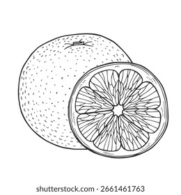 Orangefarbene Fruchtvektorzeichnung. Sommerfutter gravierte Illustration Einzeln handgezeichnete Scheibe, ganz und halb orange.