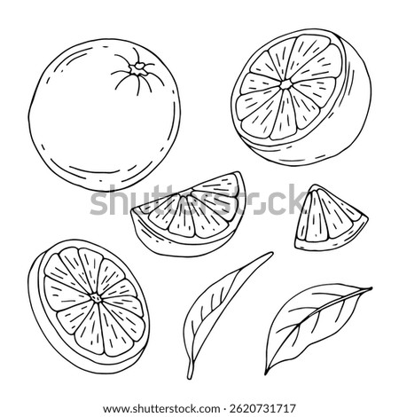 Orange fruit vector drawing. Summer food engraved illustration Isolated hand drawn slice, whole and half orange, leaves. Botanical sketch of citrus for label, juice packaging