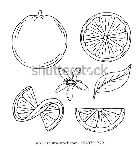 Orange fruit vector drawing. Summer food engraved illustration Isolated hand drawn slice, whole and half orange, blooming flower, leaves. Botanical sketch of citrus for label, juice packaging