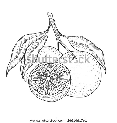 Orange fruit vector drawing. Summer food engraved illustration Isolated hand drawn slice, whole and half orange.