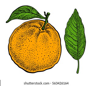 Orange fruit. Vector hand drawn graphic illustration.