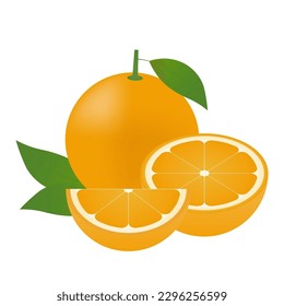 Orange fruit. Vector Illustration Isolated on White Background.