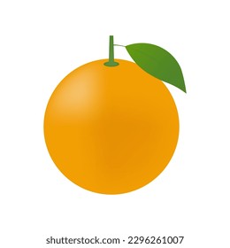 Orange fruit. Vector Illustration Isolated on White Background.