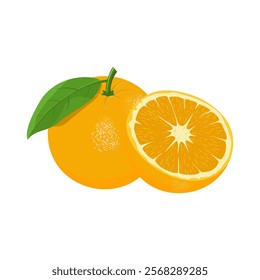 Orange Fruit Vector Image And Illustration