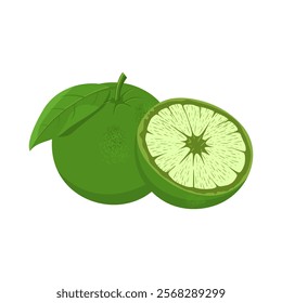 Orange Fruit Vector Image And Illustration