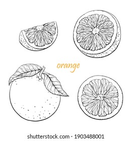 Orange fruit vector set. Hand drawn line graphic elements,black and white sketch. Illustration for menu,drinks, packege