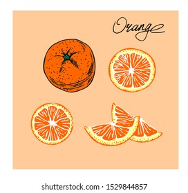 Orange fruit vector set in line art style.