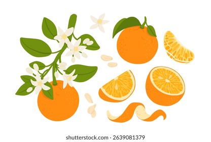 Orange Fruit Vector Set – Whole Orange, Half, Slice, and Twig with Leaves and Flowers, Flat Cartoon Citrus Illustration for Summer, Healthy Food, or Botanical Design