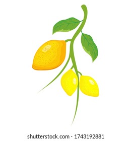 
orange fruit vector with white background